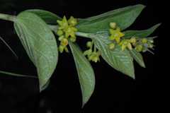 Vincetoxicum hirundinaria